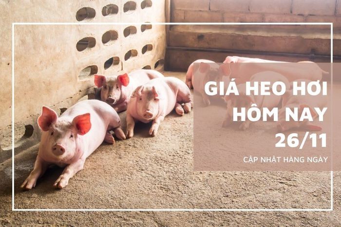 Giá heo hơi hôm nay 26/11: Đứng yên ở hai miền Bắc và Nam