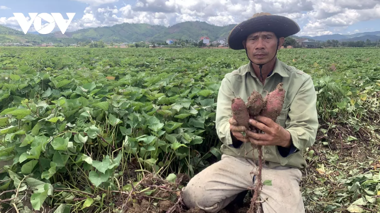 Khoai lang Đắk Lắk rớt giá, ế ẩm, nông dân thua lỗ nặng