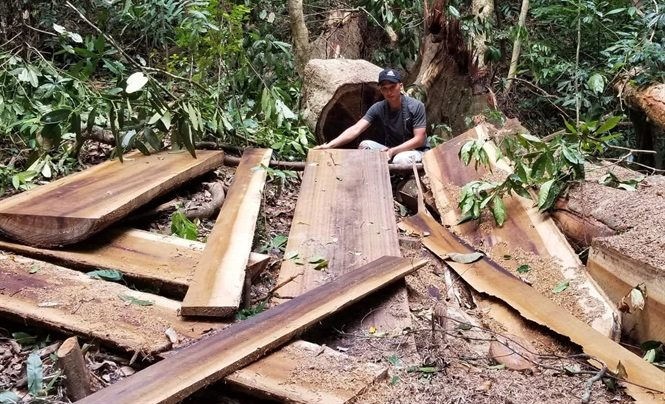 Gia Lai khẩn trương điều tra vụ phá 6 ha rừng tự nhiên làm rẫy