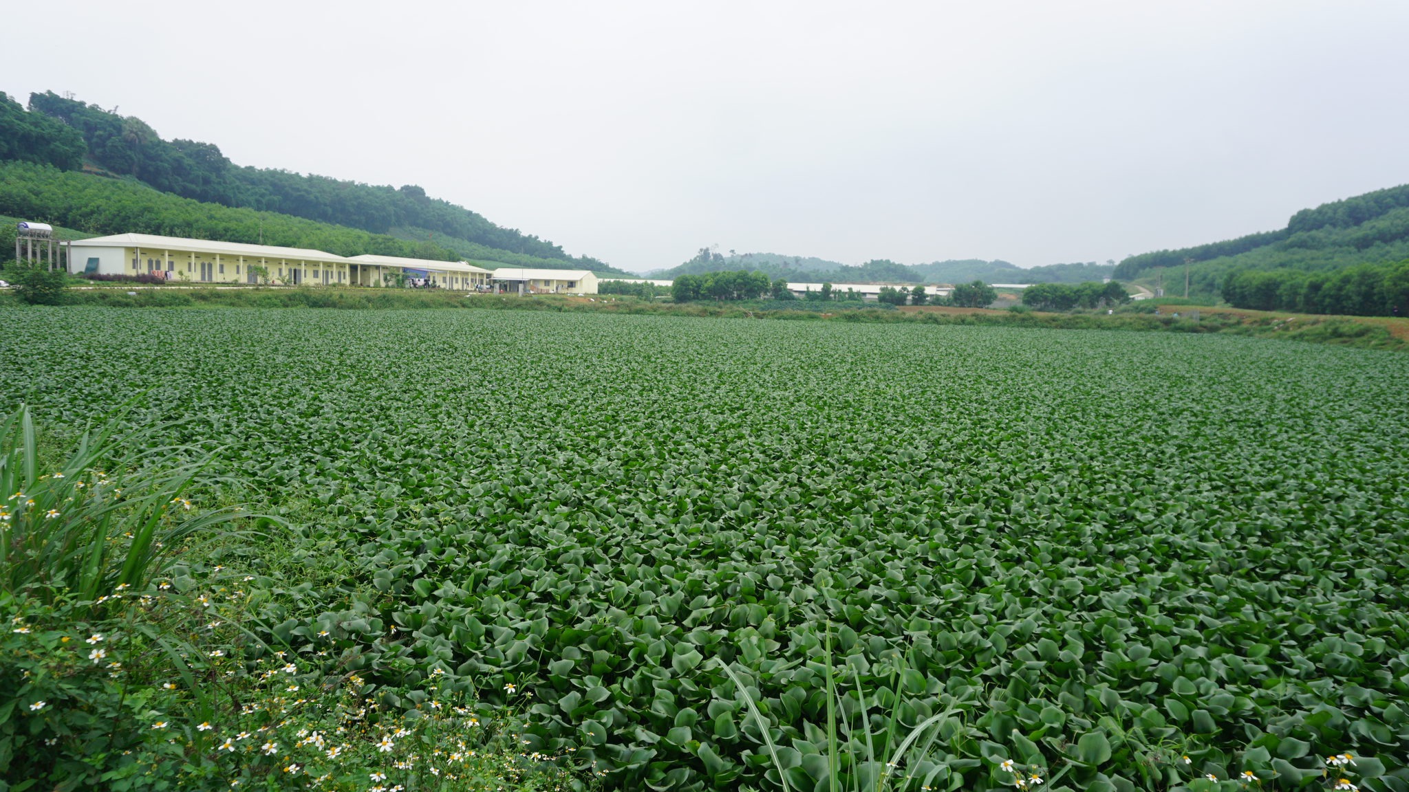 Trang trại lợn của công ty nông nghiệp sạch bị ‘tố’ gây ô nhiễm môi trường