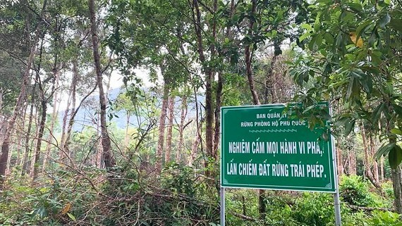 Rừng vẫn… “chảy máu” - Gian nan giữ rừng Phú Quốc
