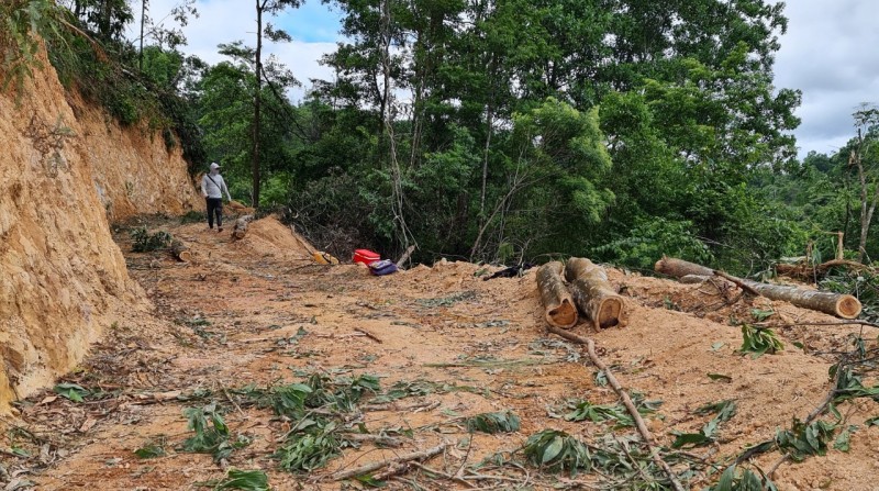 Cạo sạch rừng đầu nguồn gần 20 năm tuổi