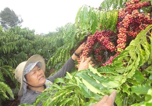 Brazil-Việt Nam trao đổi thông tin để tìm ra lĩnh vực hợp tác mới