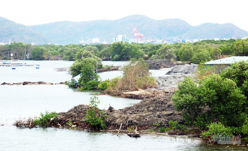 Dự án Thị Nại Eco Bay san ủi rừng ngập mặn nợ 411 tỷ đồng, bị cưỡng chế... nhưng tài khoản hết tiền