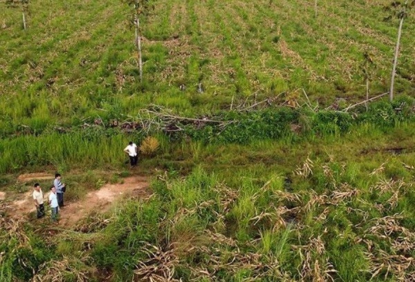 Đắk Lắk: Công ty TNHH Trồng rừng 27-7 thuê rừng nhưng lại... để suy giảm hơn 326ha rừng