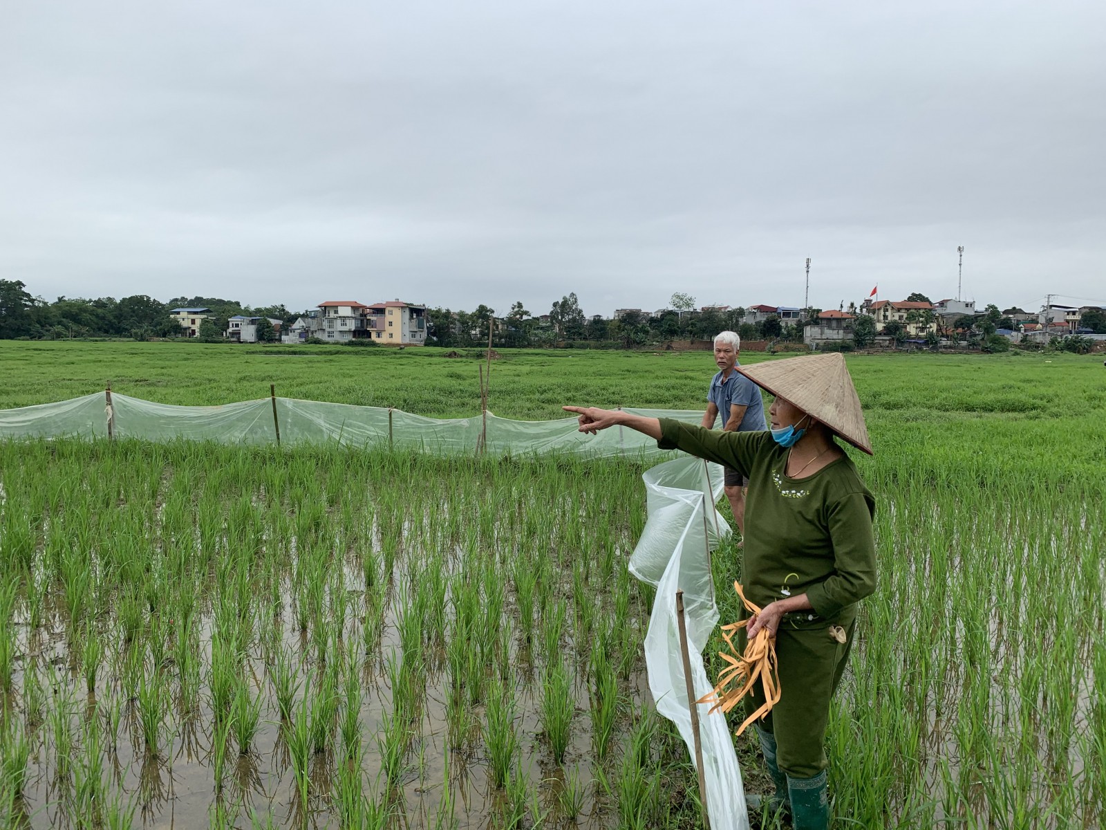 TP. Thái Nguyên: Chia lô bán “lúa non” trên giấy