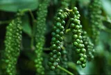Giá hồ tiêu hôm nay 19/10: Lập đỉnh mới 51.500 đồng/kg