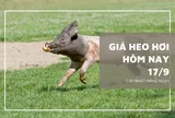 Giá heo hơi hôm nay 17/9: Giảm từ 1.000 đồng/kg đến 2.000 đồng/kg