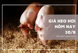 Giá heo hơi hôm nay 30/9: Tiếp tục giảm từ 1.000 đồng/kg đến 3.000 đồng/kg