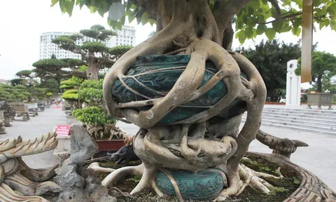 “Báu vật” cây cảnh thế cực "khủng" khiến dân chơi mê mệt