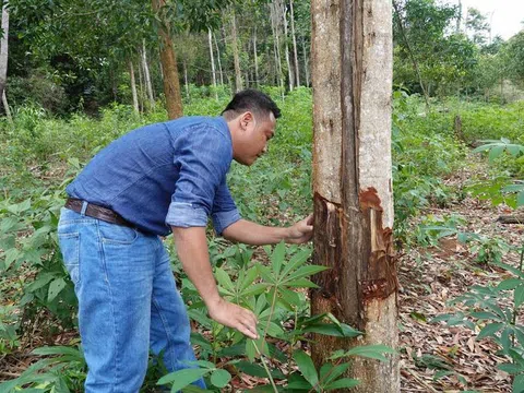 Làm rõ việc gia đình nguyên bí thư huyện thâu tóm 115 ha đất rừng