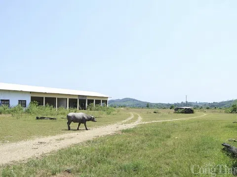 Nghệ An: Công ty Tân Long “ôm” dự án chợ đầu mối trăm tỷ rồi bỏ hoang