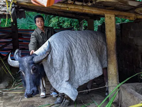 Băng tuyết gây thiệt hại hơn 2 tỷ đồng ở Lào Cai