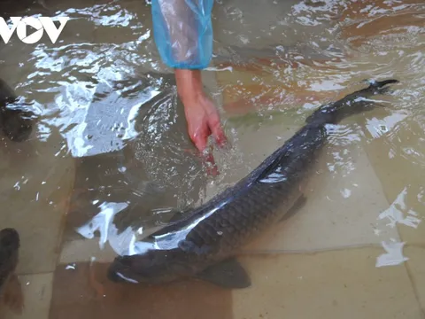 Cá kho làng Vũ Đại có gì đặc biệt mà giá cao vẫn "cháy hàng"?