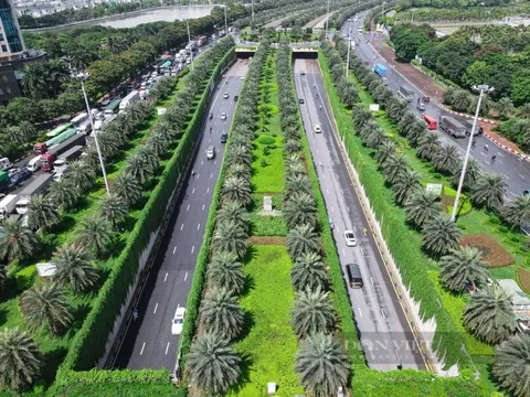 Loài cây từ Ấn Độ dài hàng chục mét, tạo nên "bức tường xanh" hiếm có ở Hà Nội