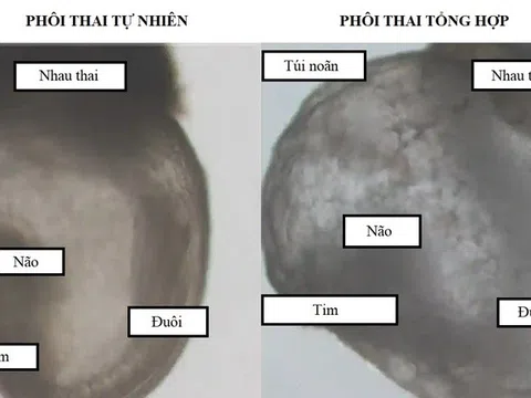 Phôi thai đầu tiên được tạo ra không cần tinh trùng và trứng