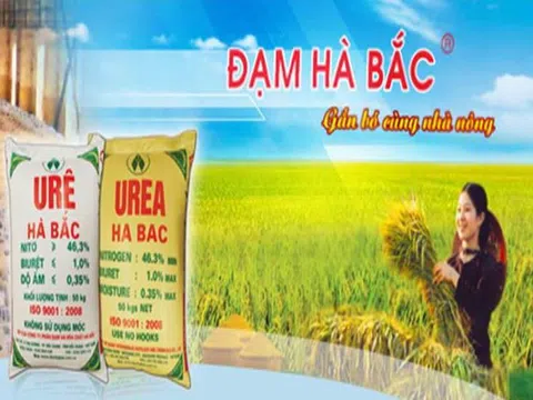 Đạm Hà Bắc bị nghi ngờ về khả năng hoạt động liên tục: Chủ nợ lớn nhất là VietinBank?