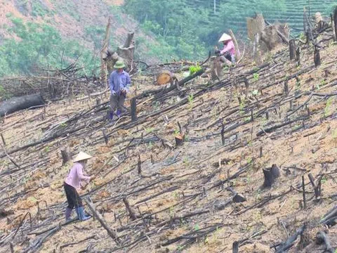 Sai phạm nghiêm trọng ở Công ty Lâm nghiệp Bắc Kạn