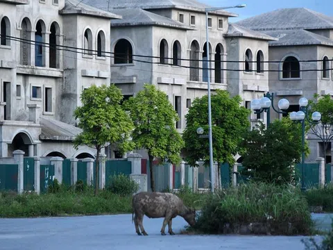 Chăn trâu trong Khu đô thị Nam An Khánh Sudico