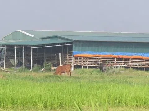 Thêm hàng loạt nhà xưởng 'khủng' vi phạm trên đất nông nghiệp xã Văn Tự