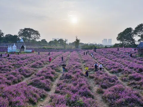 Giới trẻ đổ về vườn hoa ở Hà Nội chụp ảnh đầu năm