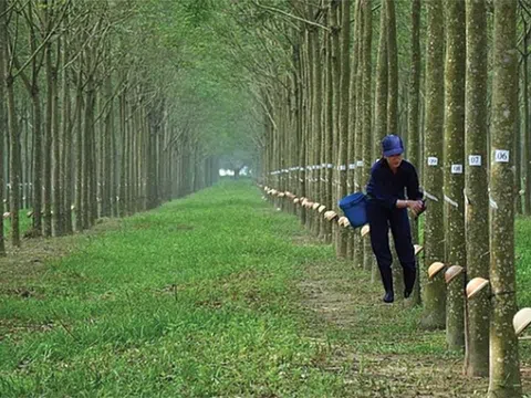 'Chuyện lạ' tại Công ty Lâm nghiệp Ia H'Drai: Đất đai và cây cao su bị xâu xé