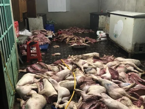 Bắt quả tang cơ sở hoạt động 'chui' đang 'chế' lợn bệnh, lợn chết