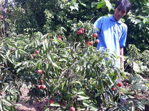 Việt Nam sản xuất thành công vải thiều không hạt chất lượng cao