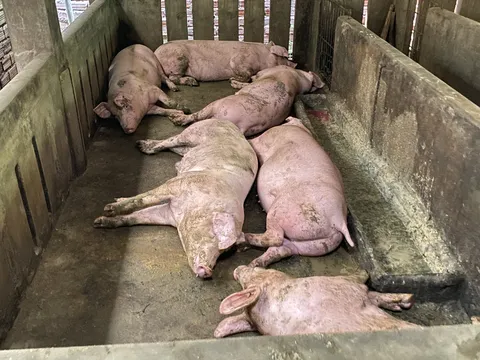 Lợn chết hàng loạt sau khi tiêm vắc xin