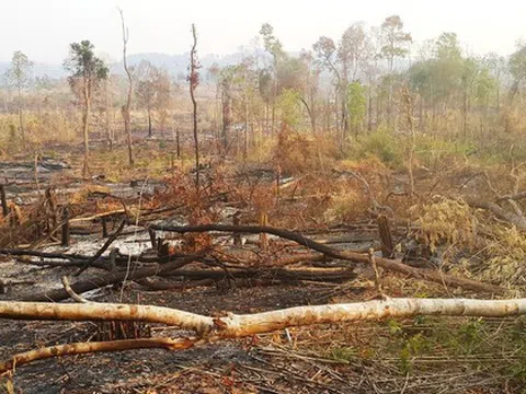 Công ty lâm nghiệp ở Gia Lai để mất 1.700 ha rừng, gây thiệt hại 10 tỷ đồng