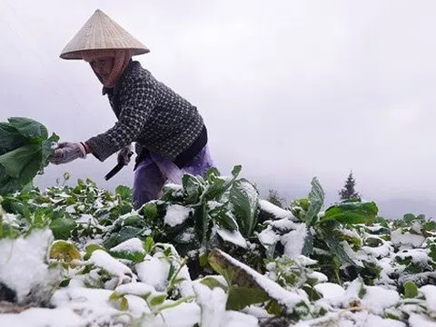 Miền Bắc sắp rét hại, vùng núi có nơi dưới 0 độ C