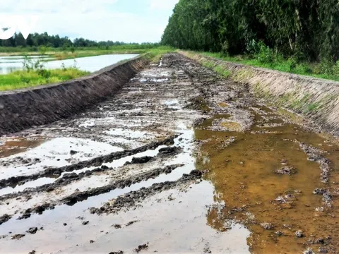 Một doanh nghiệp ở An Giang xây dựng sân đua bò không phép, bất chấp pháp luật