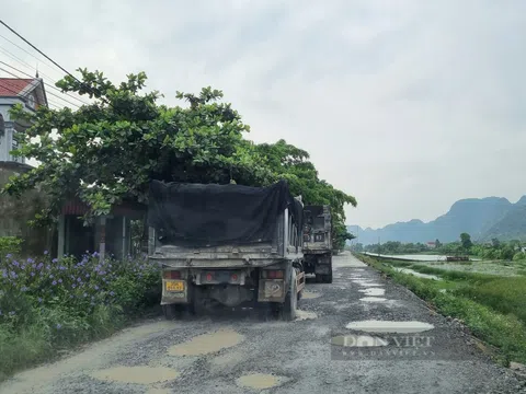 Nông dân Yên Mô ở Ninh Bình bức xúc trước việc xe tải cày nát mặt đê Yên Đồng