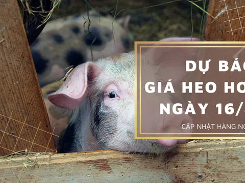 Dự báo giá heo hơi ngày 16/8: Giá thu mua sẽ tăng trở lại vào ngày mai?