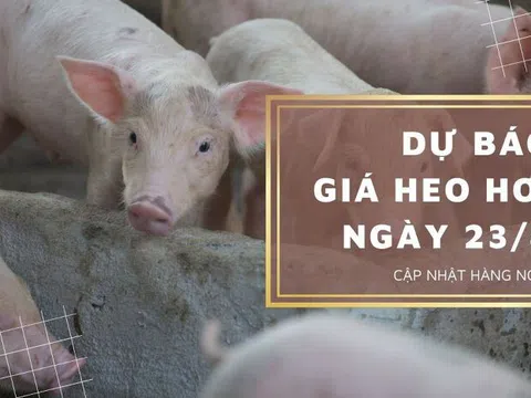 Dự báo giá heo hơi ngày 23/8: Một vài địa phương vẫn duy trì xu hướng đi lên?