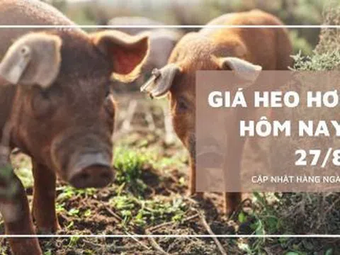 Giá heo hơi hôm nay 27/8: Ba miền chững giá trên diện rộng