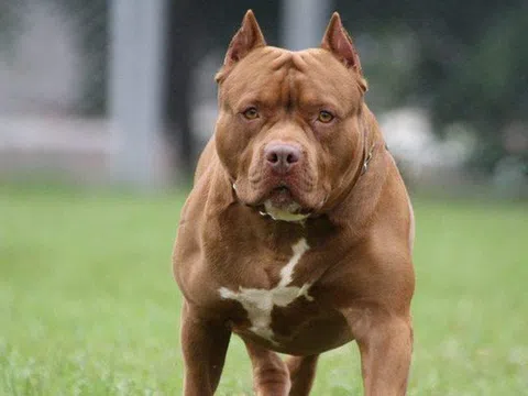 Sau nhiều vụ chó pitbull cắn chết người: Chó dữ nhưng chưa có quy cụ thể