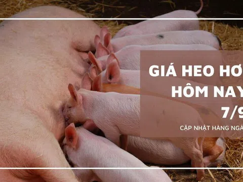 Giá heo hơi hôm nay 7/9: Biến động trái chiều cao nhất 2.000 đồng/kg