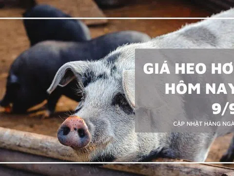 Giá heo hơi hôm nay 9/9: Tăng từ 1.000 đồng/kg đến 2.000 đồng/kg