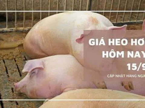 Giá heo hơi hôm nay 15/9: Tăng giảm 2.000 đồng/kg ở hai miền Bắc và Nam