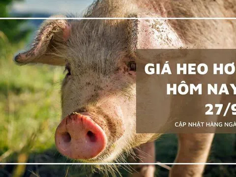 Giá heo hơi hôm nay 27/9: Giảm rải rác 1.000 đồng/kg tại các tỉnh thành miền Trung, Tây Nguyên