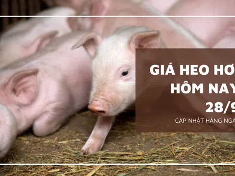 Giá heo hơi hôm nay 28/9: Tiếp đà giảm rải rác ở ba miền