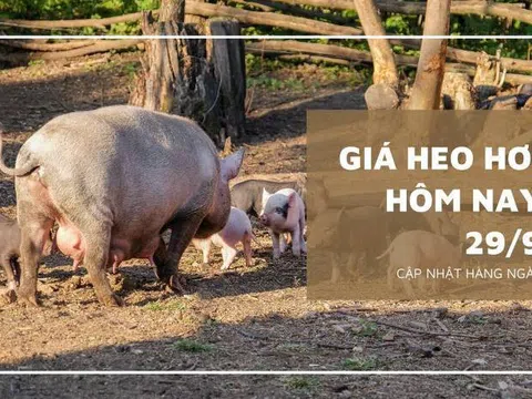 Giá heo hơi hôm nay 29/9: Giảm từ 1.000 đồng/kg đến 4.000 đồng/kg