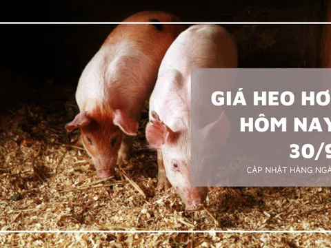 Giá heo hơi hôm nay 30/9: Tiếp tục giảm từ 1.000 đồng/kg đến 3.000 đồng/kg