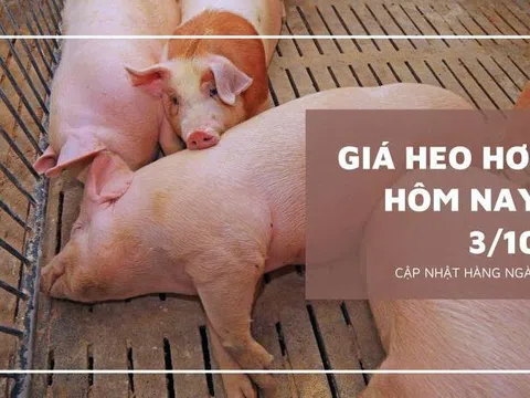 Giá heo hơi hôm nay 3/10: Tăng rải rác trong ngày đầu tuần