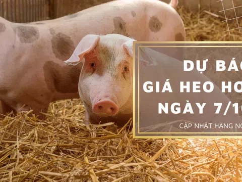 Dự báo giá heo hơi ngày 7/10: Thị trường tiếp tục tăng giảm vào ngày mai?