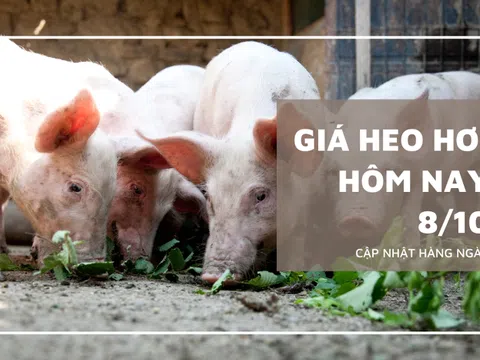 Giá heo hơi hôm nay 8/10: Tăng, giảm không đồng nhất trên ba miền