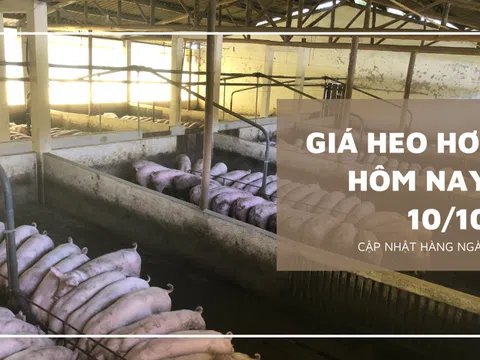 Giá heo hơi hôm nay 10/10: Đồng loạt đi ngang trong ngày đầu tuần
