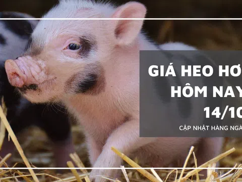 Giá heo hơi hôm nay 14/10: Giảm từ 1.000 đồng/kg đến 3.000 đồng/kg