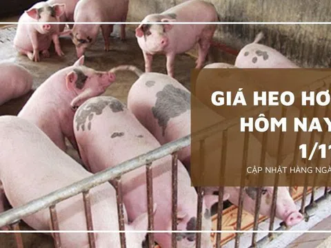 Giá heo hơi hôm nay 1/11: Ghi nhận mức giảm cao nhất 3.000 đồng/kg